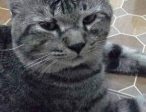 improve software hcs 411gits