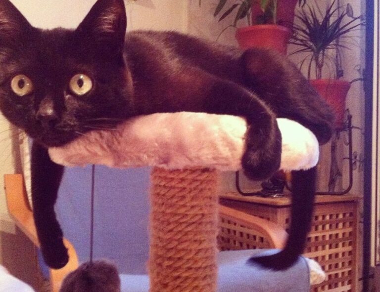 install bvostfus python