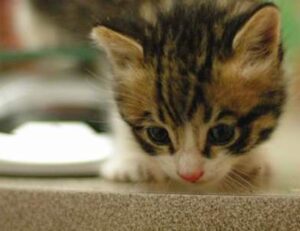 is kuvorie islands dangerous