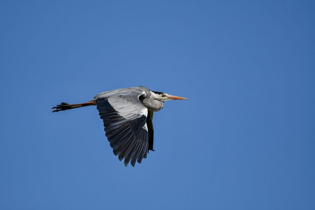 lescohid herbicide to kill grass