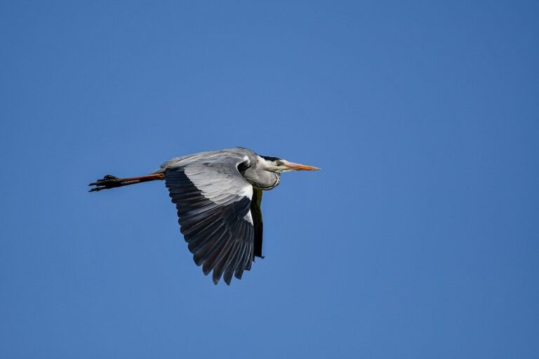 lescohid herbicide to kill grass