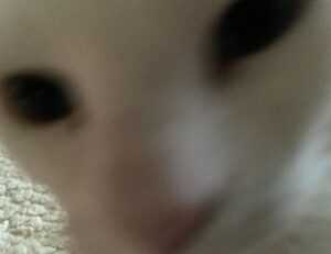 lwspeakfit fitness guide by letwomeanspeak