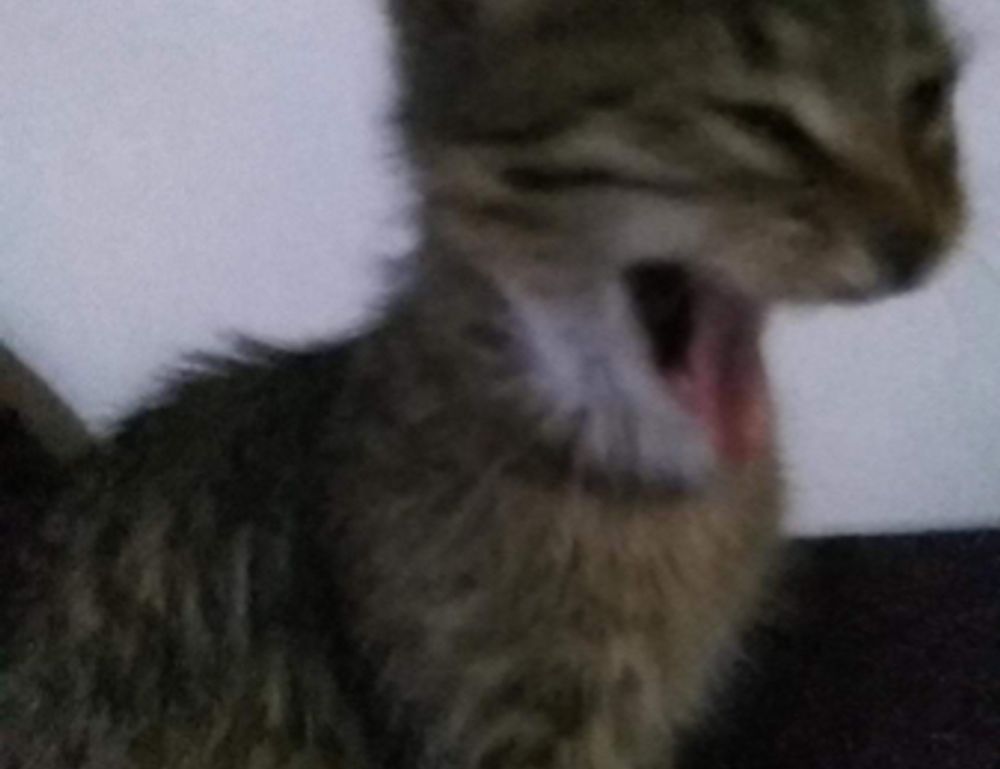 lwspeakfit weight loss guide from letwomeanspeak