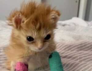 weight loss guide lwspeakfit