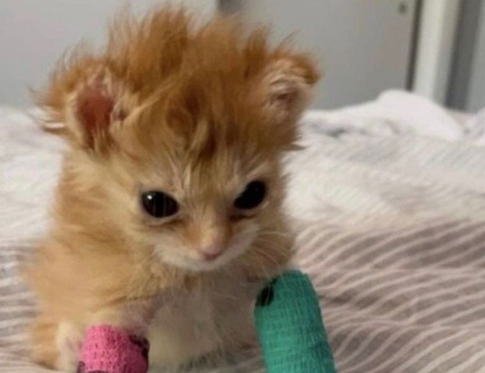 weight loss guide lwspeakfit