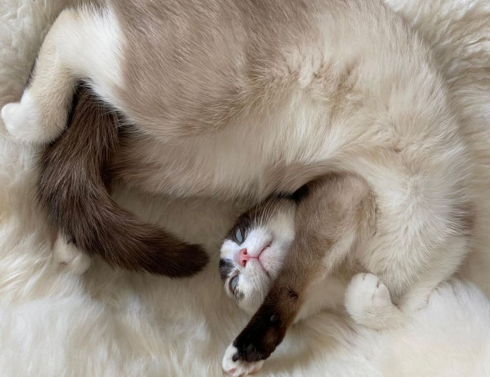 when hondingo88 patches