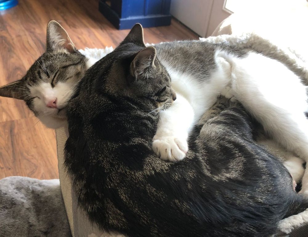 why genrodot is a waste for gaming