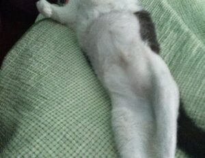 medication advice shmgmedicine