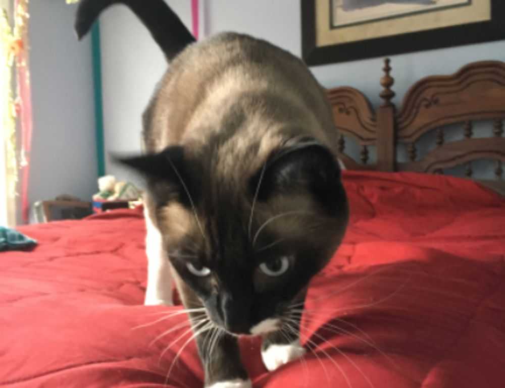 medicine guide shmgmedicine