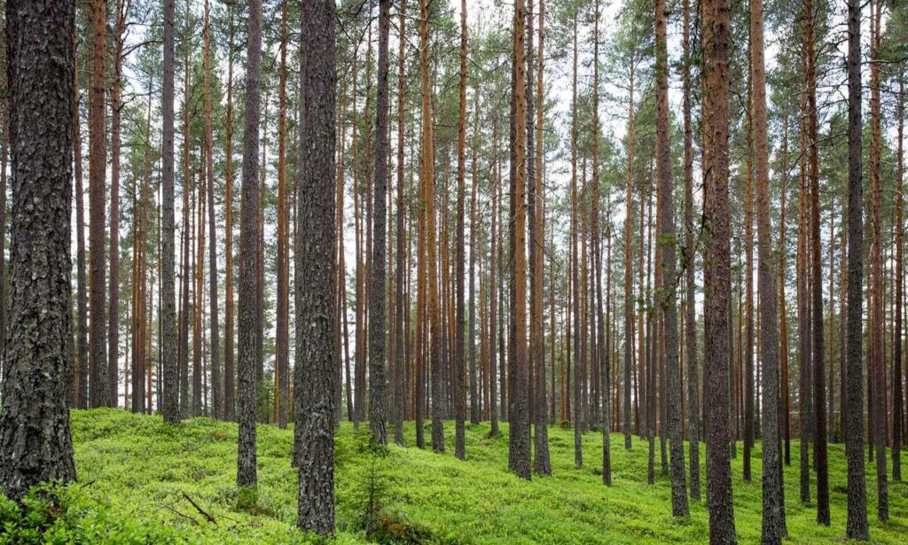 which medicine makes you drowsy shmgmedicine