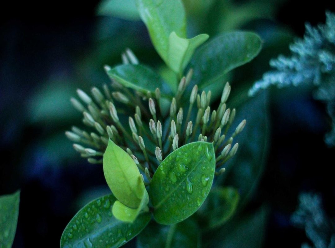 Capturing a Sparkle: How to Draw the Light Fury Kawaii-Style