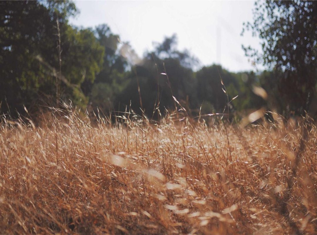 The Shrek Connection: Pinpointing the Character in Question